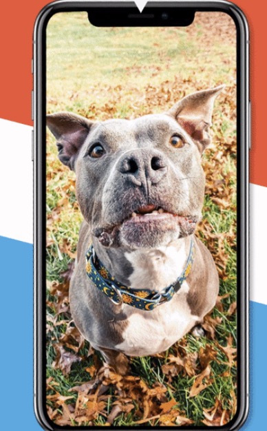 Can we send your dog a text? - HotDogCollars.com