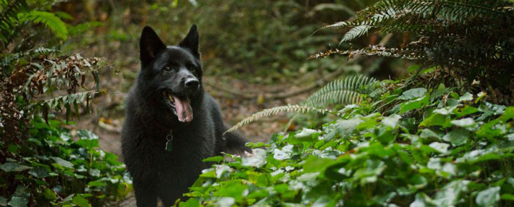 the-history-of-dog-collars.jpg