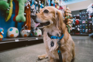 A dog surrounded by display toys in a store