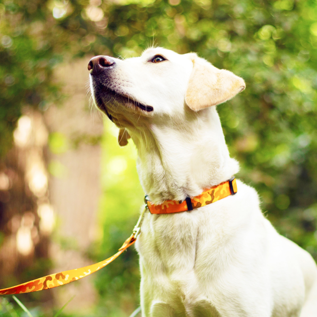 how to wash dogs collar