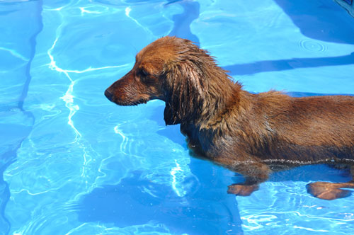 water therapy for dogs