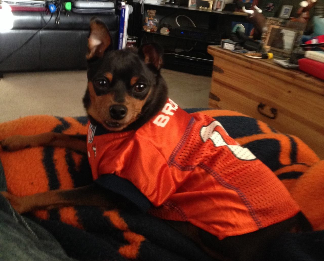 dog broncos jersey