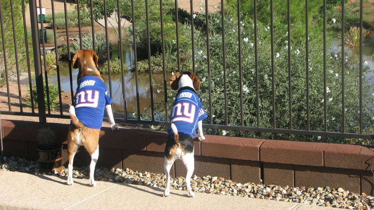 ny giants dog sweater