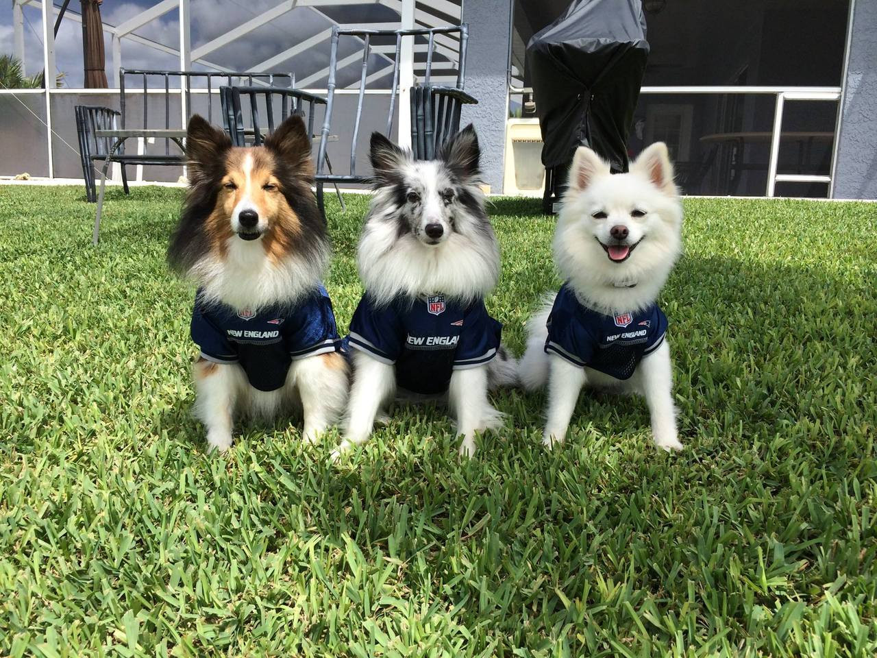 patriots jersey for dogs