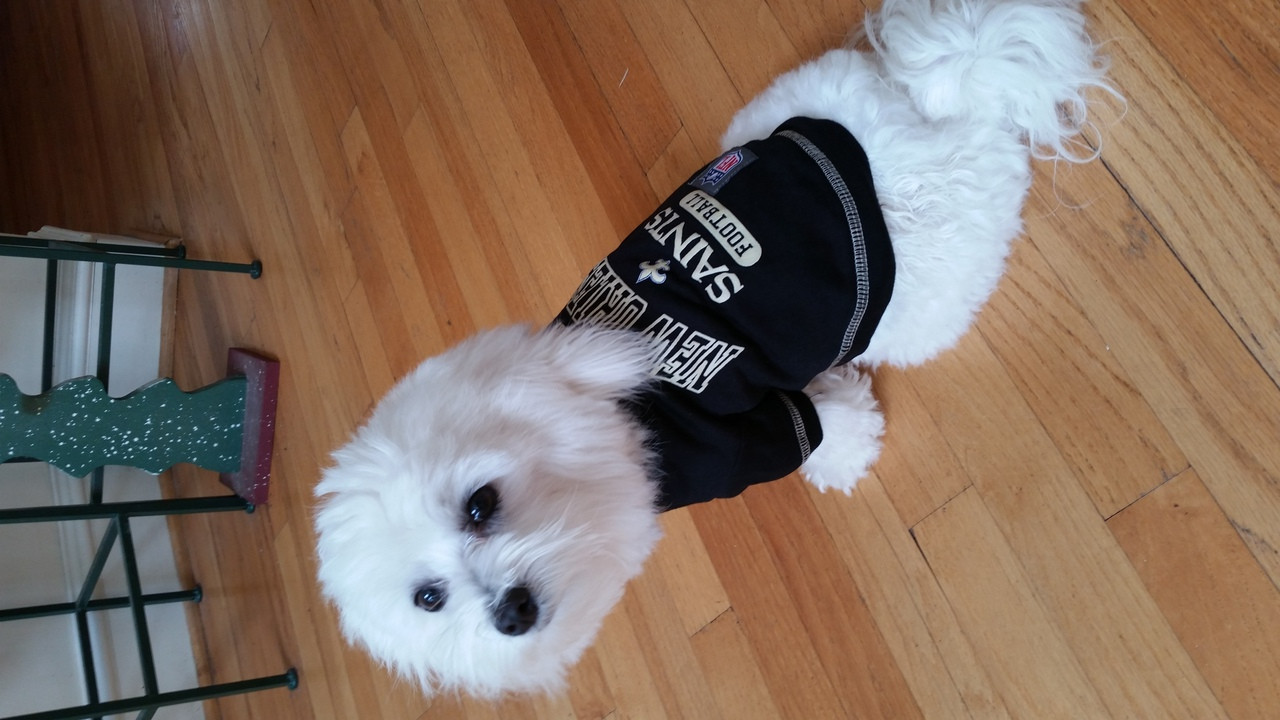 new orleans saints dog jersey