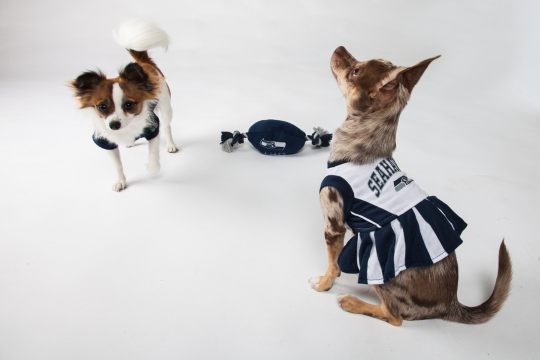 colorado rockies dog jersey