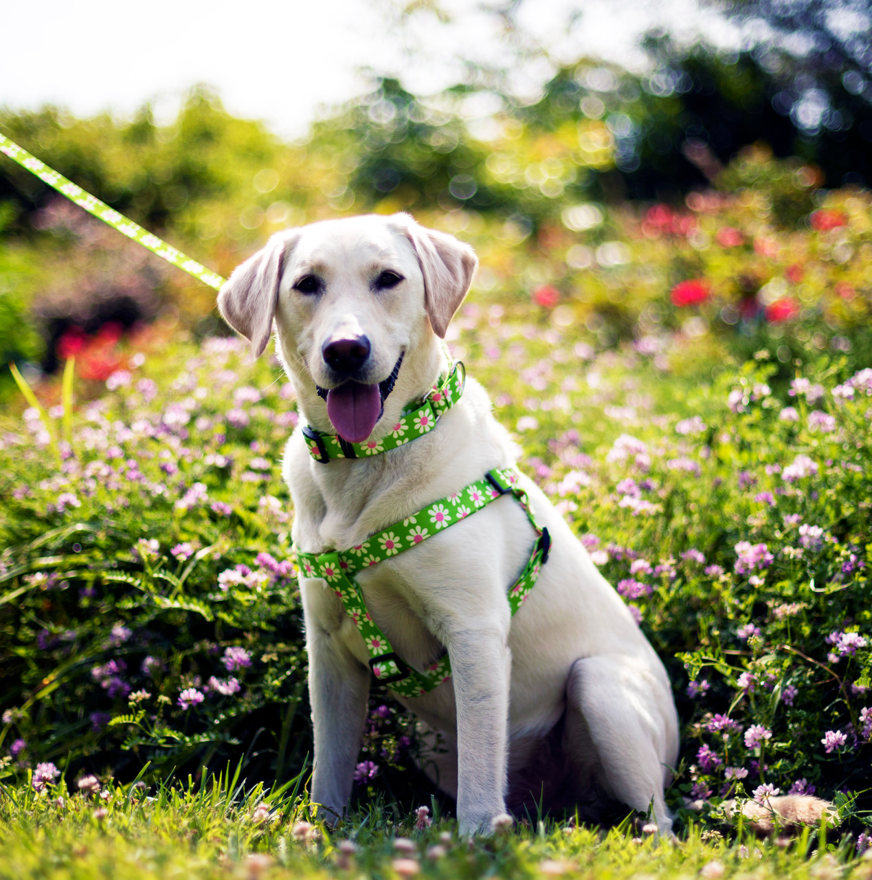 Customized Dog Collar, Adjustable Small Medium Large, Cute Girl Female  Summer Spring Pretty Designer Puppy, Floral White Daisy