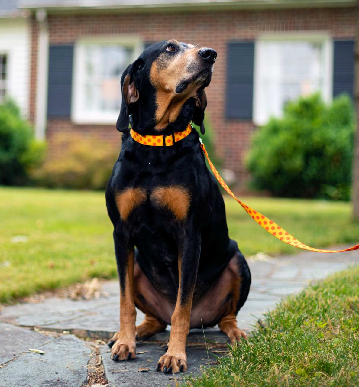 Large Dot Dainty Personalized Dog Collar