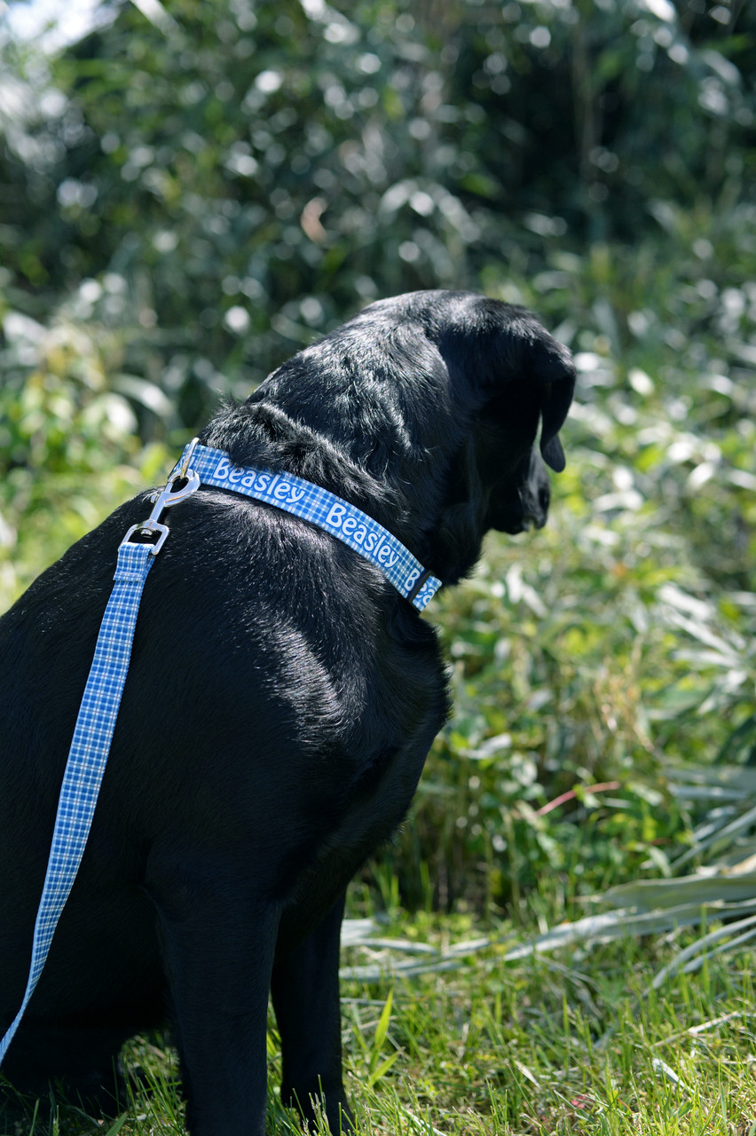 Embroidered Custom Patch Dog Collar, 2 Wide 