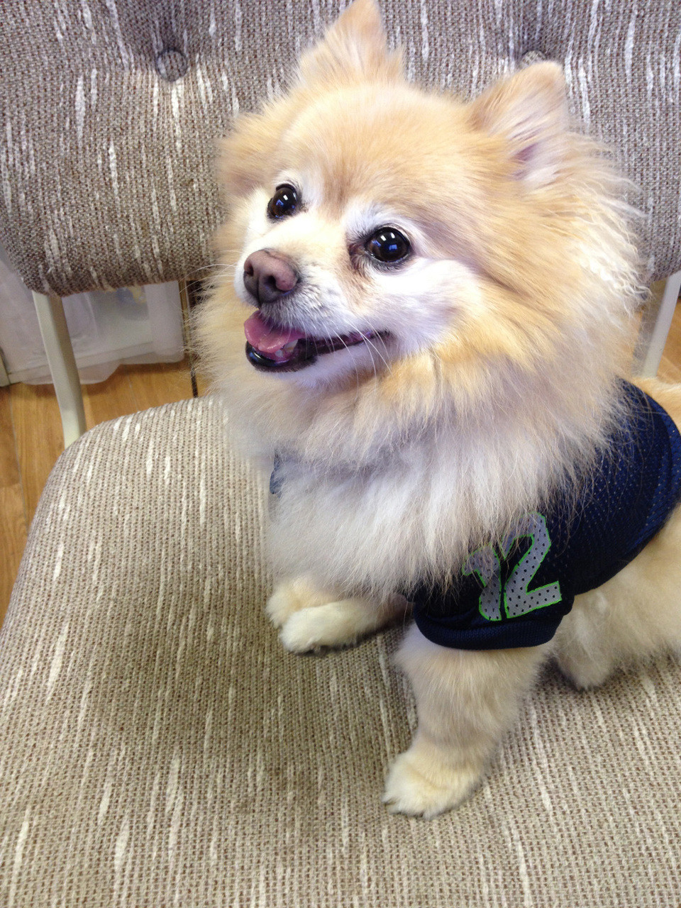 dog football jerseys