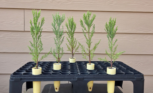 giant sequoia Sequoiadendron giganteum landscape tree seedlings