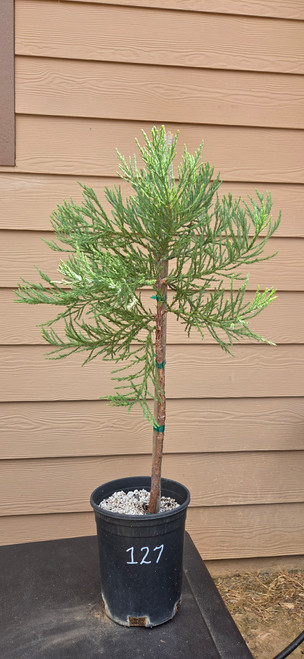 giant sequoia Sequoiadendron giganteum redwood landscape container grown tree