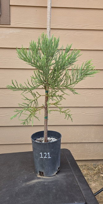 giant sequoia Sequoiadendron giganteum redwood landscape container grown tree