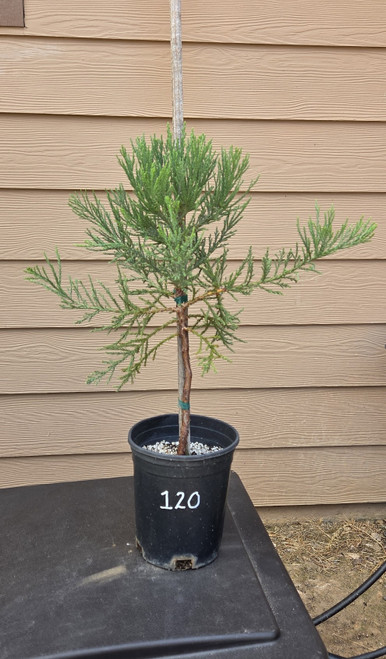giant sequoia Sequoiadendron giganteum redwood landscape container grown tree
