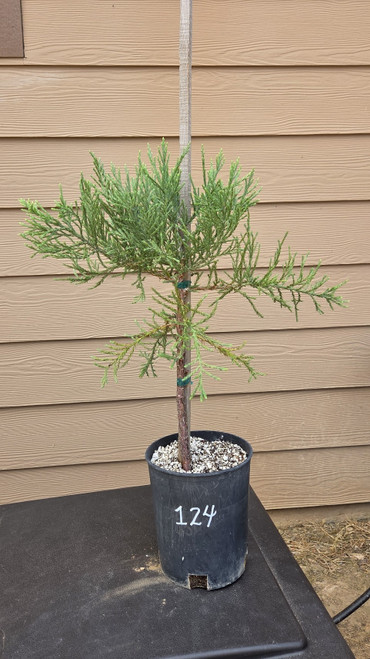 giant sequoia Sequoiadendron giganteum redwood landscape container grown tree