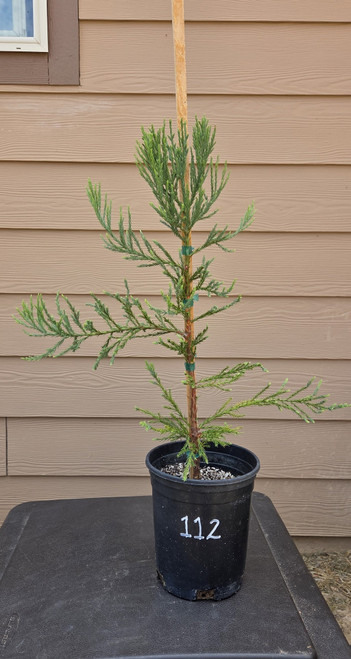 giant sequoia Sequoiadendron giganteum redwood landscape container grown tree