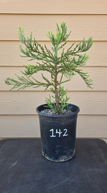giant sequoia Sequoiadendron giganteum redwood landscape container grown tree