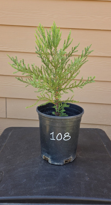 giant sequoia Sequoiadendron giganteum redwood landscape container grown tree