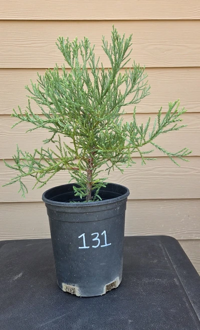 giant sequoia Sequoiadendron giganteum redwood landscape container grown tree