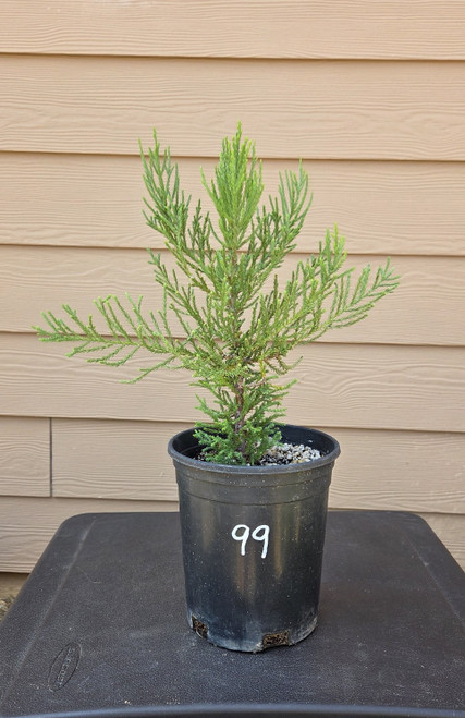 giant sequoia Sequoiadendron giganteum redwood landscape container grown tree