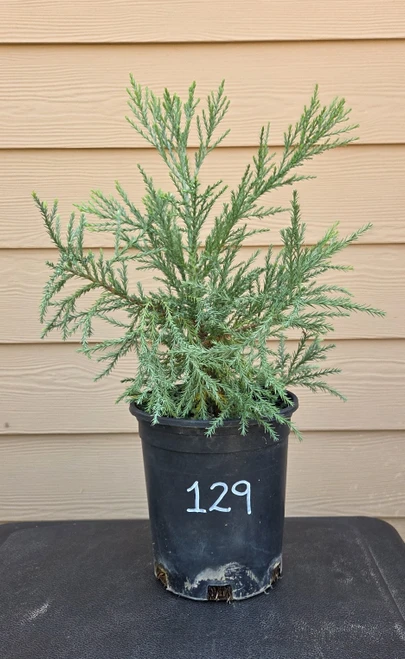 giant sequoia Sequoiadendron giganteum redwood landscape container grown tree