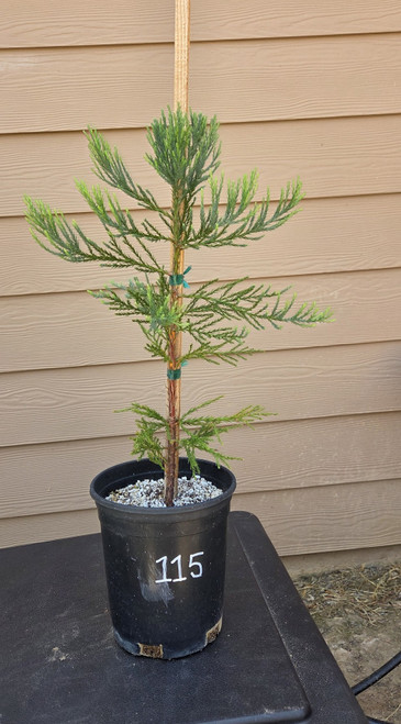 giant sequoia Sequoiadendron giganteum redwood landscape container grown tree