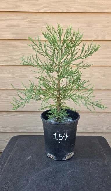giant sequoia Sequoiadendron giganteum redwood landscape container grown tree
