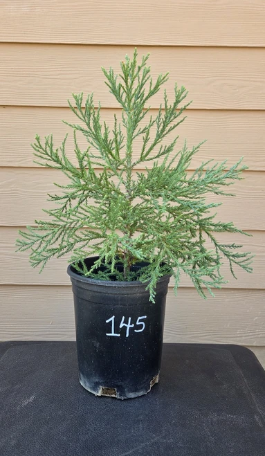 giant sequoia Sequoiadendron giganteum redwood landscape container grown tree