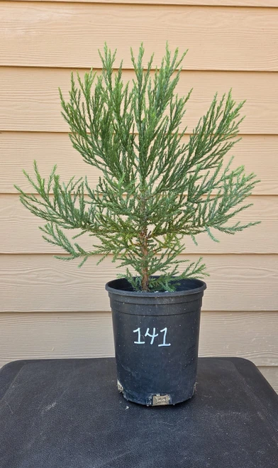 giant sequoia Sequoiadendron giganteum redwood landscape container grown tree