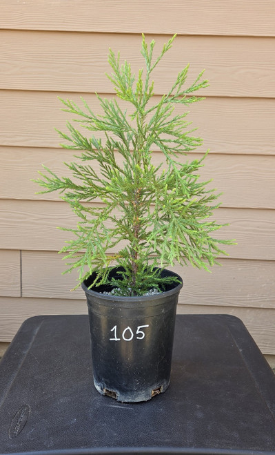 giant sequoia Sequoiadendron giganteum redwood landscape container grown tree