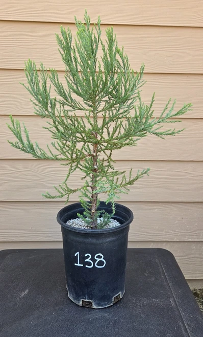 giant sequoia Sequoiadendron giganteum redwood landscape container grown tree