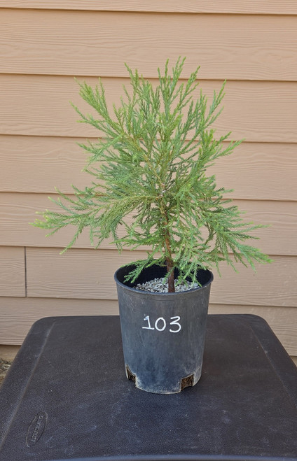 giant sequoia Sequoiadendron giganteum redwood landscape container grown tree