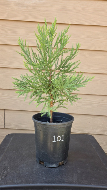giant sequoia Sequoiadendron giganteum redwood landscape container grown tree