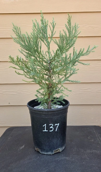 giant sequoia Sequoiadendron giganteum redwood landscape container grown tree