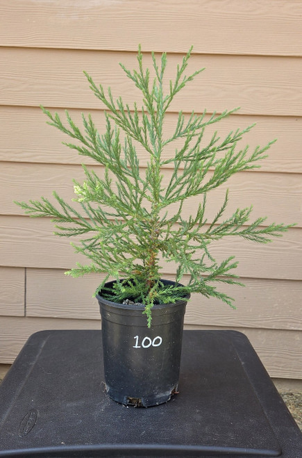 giant sequoia Sequoiadendron giganteum redwood landscape container grown tree