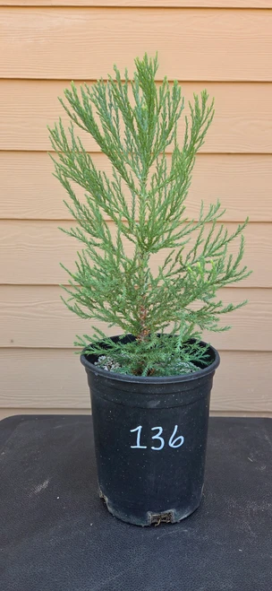 giant sequoia Sequoiadendron giganteum redwood landscape container grown tree