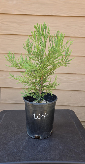 giant sequoia Sequoiadendron giganteum redwood landscape container grown tree