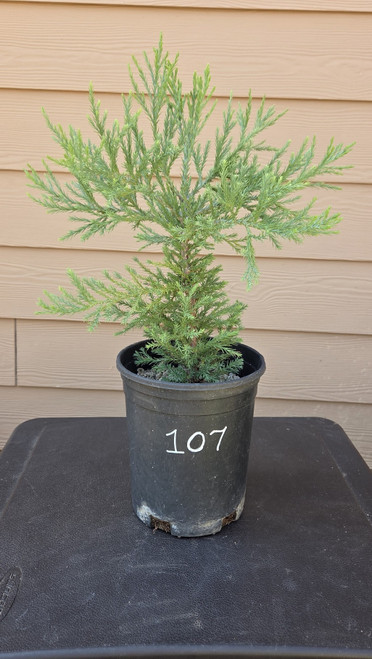 giant sequoia Sequoiadendron giganteum redwood landscape container grown tree