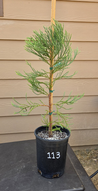 giant sequoia Sequoiadendron giganteum redwood landscape container grown tree