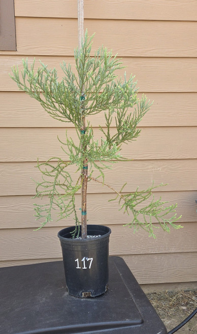 giant sequoia Sequoiadendron giganteum redwood landscape container grown tree