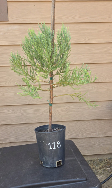 giant sequoia Sequoiadendron giganteum redwood landscape container grown tree