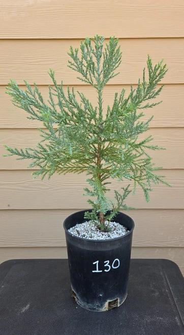 giant sequoia Sequoiadendron giganteum redwood landscape container grown tree