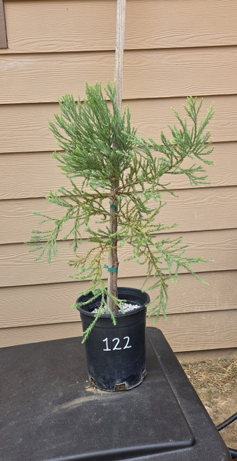 giant sequoia Sequoiadendron giganteum redwood landscape container grown tree