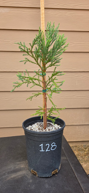 Item A3: GIANT SEQUOIA TREE #96