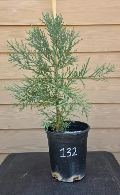 giant sequoia Sequoiadendron giganteum redwood landscape container grown tree