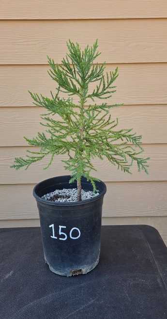 giant sequoia Sequoiadendron giganteum redwood landscape container grown tree