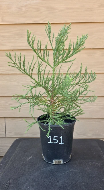 giant sequoia Sequoiadendron giganteum redwood landscape container grown tree