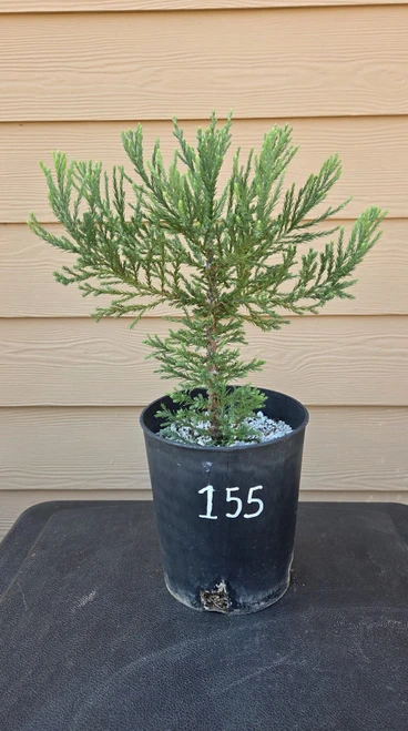 giant sequoia Sequoiadendron giganteum redwood landscape container grown tree
