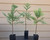 giant sequoia Sequoiadendron giganteum landscape tree seedling
