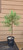 giant sequoia Sequoiadendron giganteum redwood landscape container grown tree
